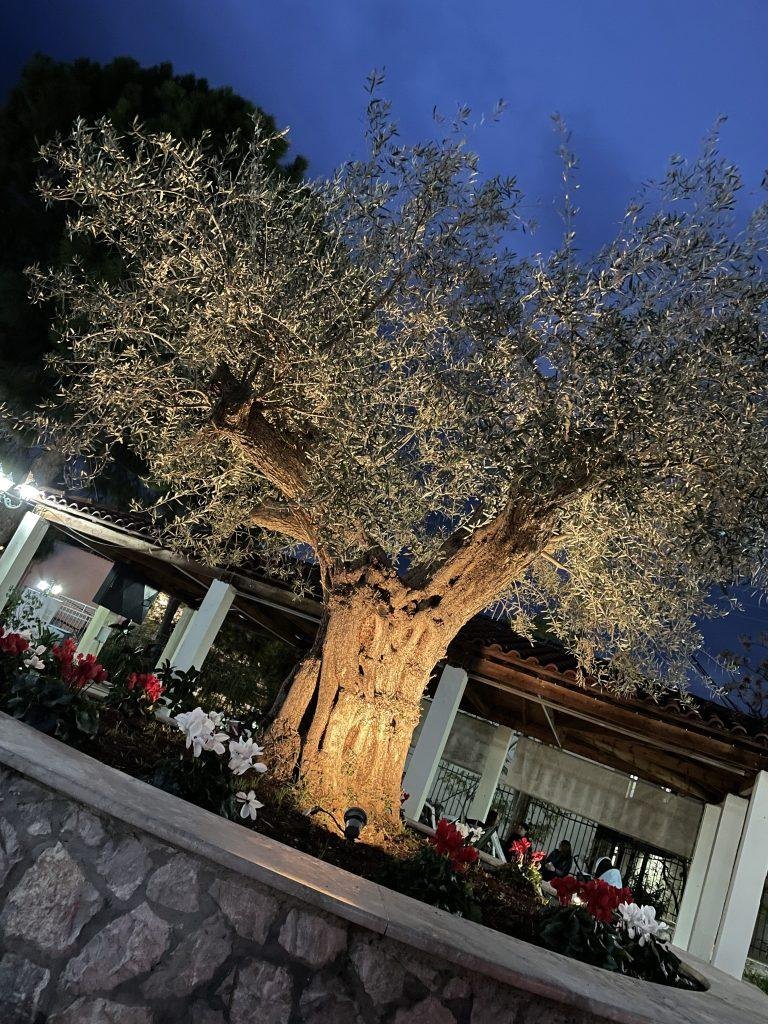 575181508 122254366622080378 340854359756764650 n