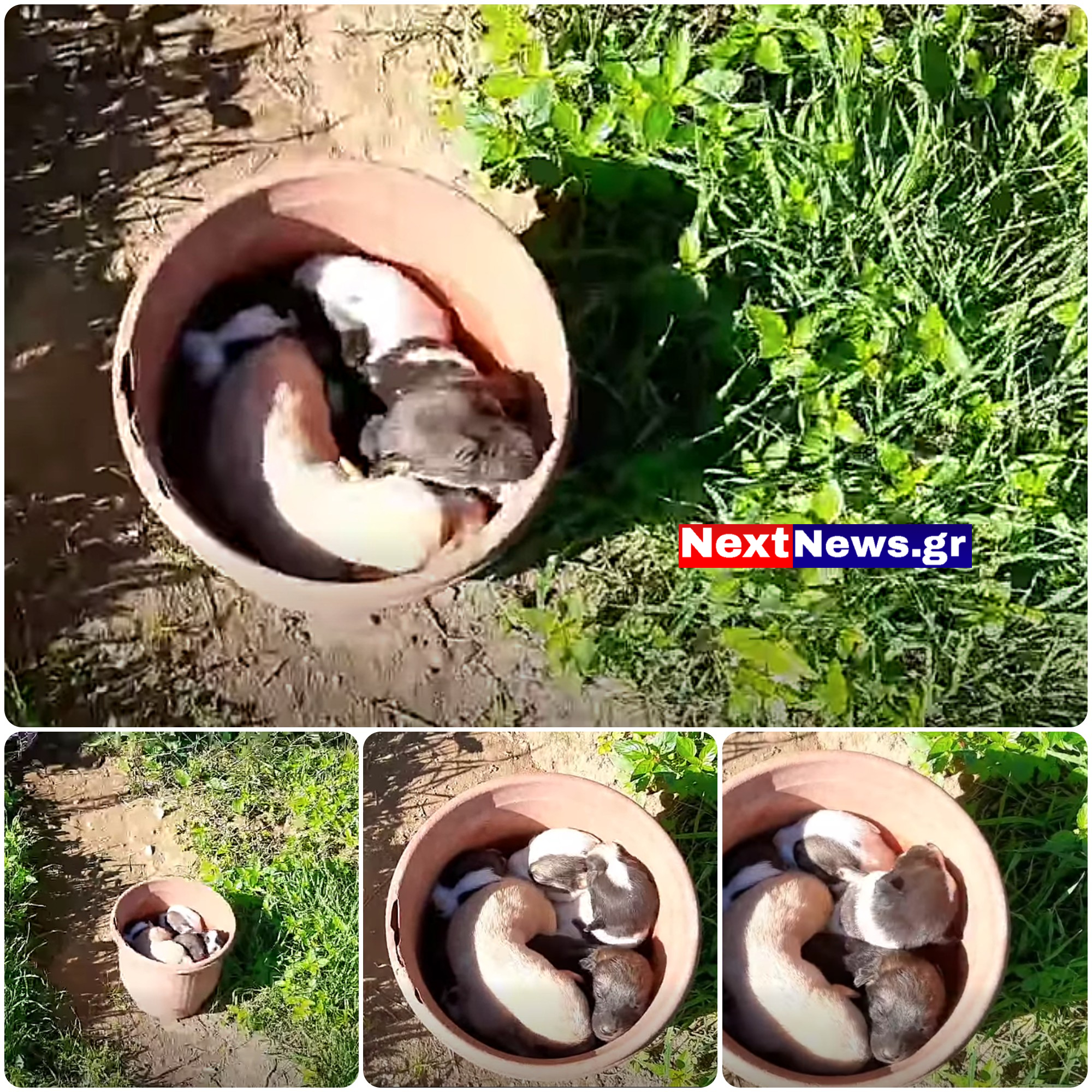 Ipiccy image (1) (1)